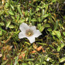 Image of Calandrinia acaulis Kunth