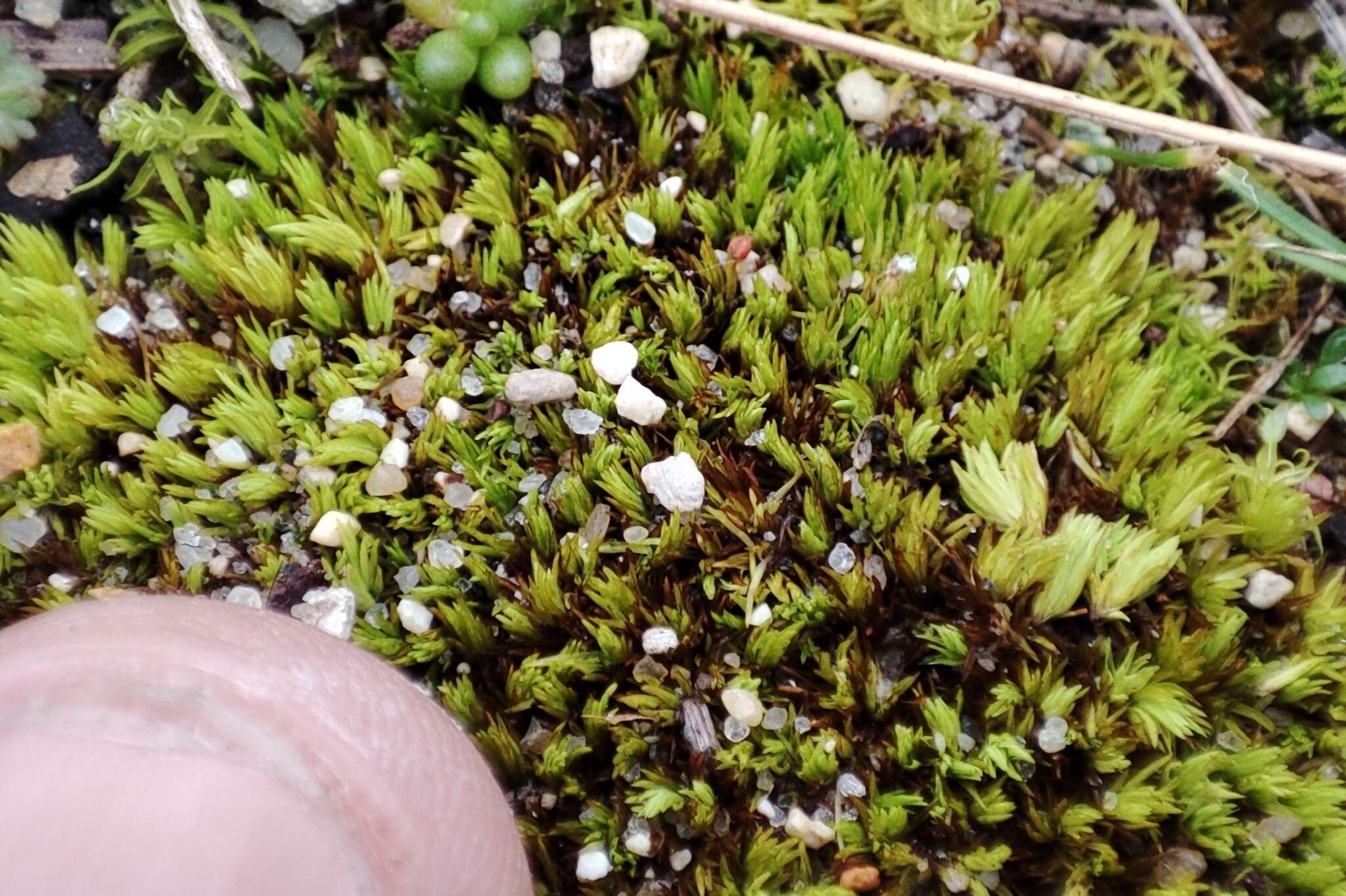 Image of tortella moss