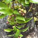 Griselinia racemosa (Phil.) Taub.的圖片