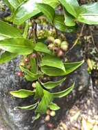 Griselinia racemosa (Phil.) Taub.的圖片