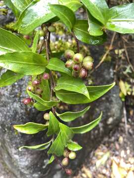 Image of Griselinia racemosa (Phil.) Taub.