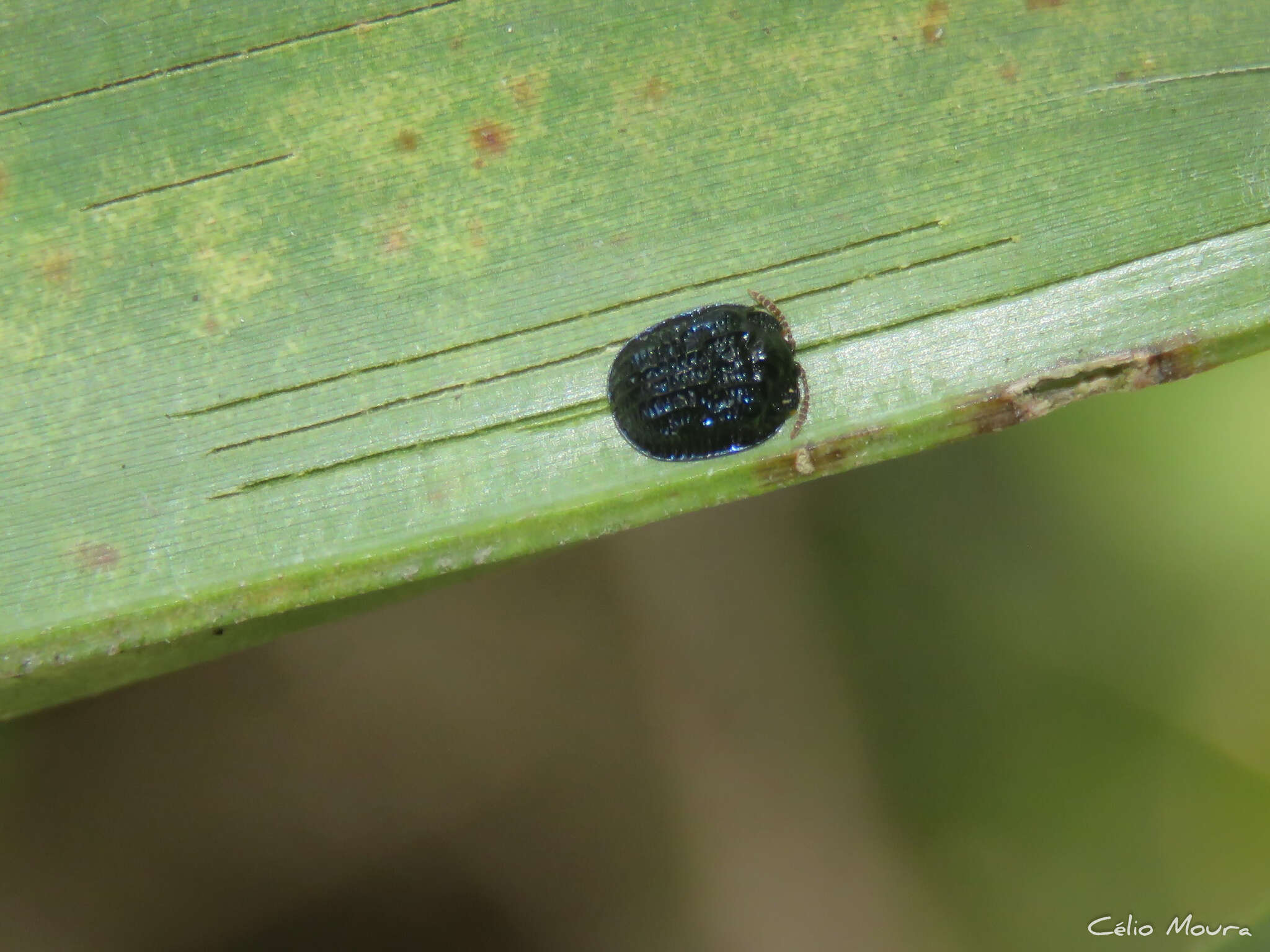 Image of Spaethiella submetallica (Spaeth 1928)