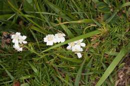 Achillea erba-rotta subsp. moschata (Wulfen) I. B. K. Richardson resmi