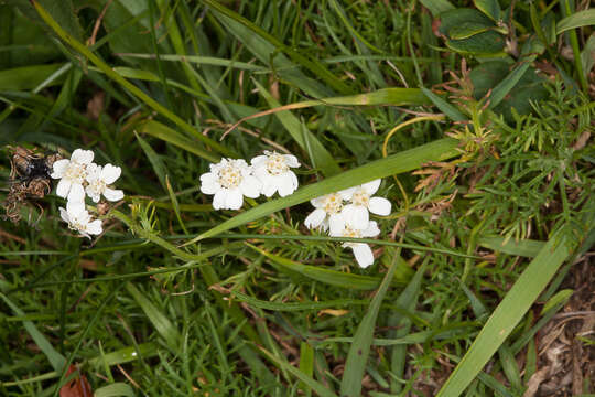 Image of Achillea erba-rotta subsp. moschata (Wulfen) I. B. K. Richardson