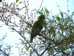 Image of Amazona auropalliata parvipes Monroe, Howell & TR 1966