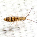 Image of Orchesella celsa Christiansen, KA, Tucker & BE 1977