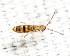 Orchesella celsa Christiansen, KA, Tucker & BE 1977的圖片