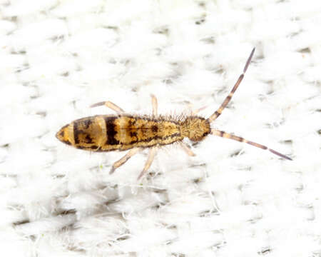 Orchesella celsa Christiansen, KA, Tucker & BE 1977的圖片