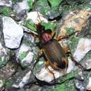 Chlaenius (Pachydinodes) virgulifer Chaudoir 1876 resmi