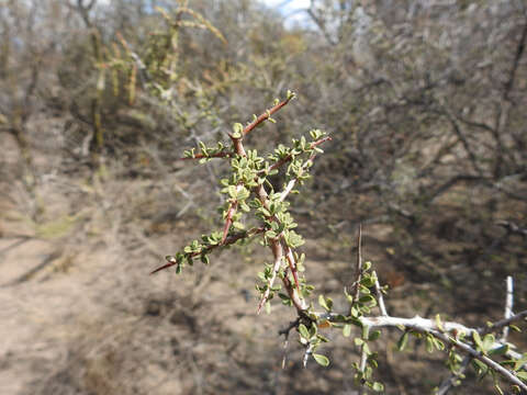 Image of Condalia microphylla Cav.