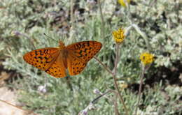 Слика од Speyeria coronis semiramis Edwards 1886