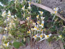 Image de Linaria reflexa (L.) Desf.