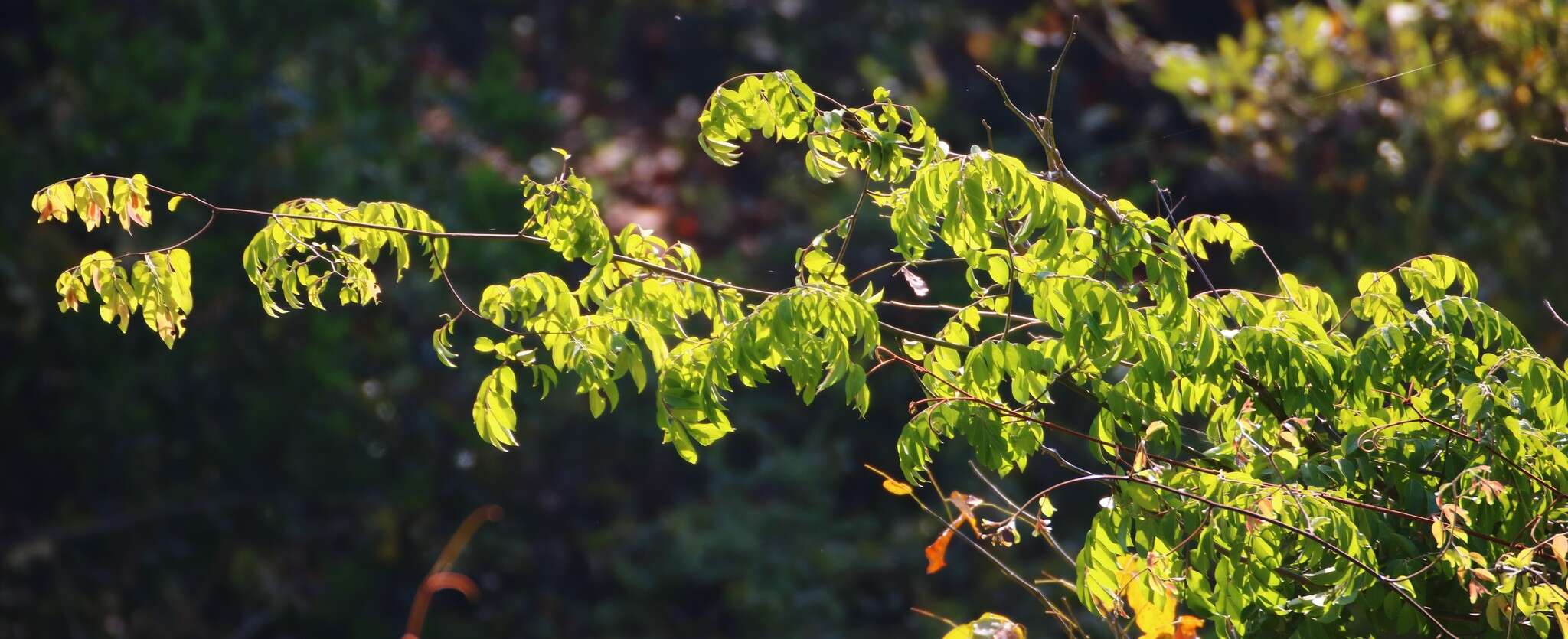 Image of Ventilago madraspatana Gaertn.