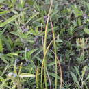 Image of Schoenoplectiella articulata (L.) Lye