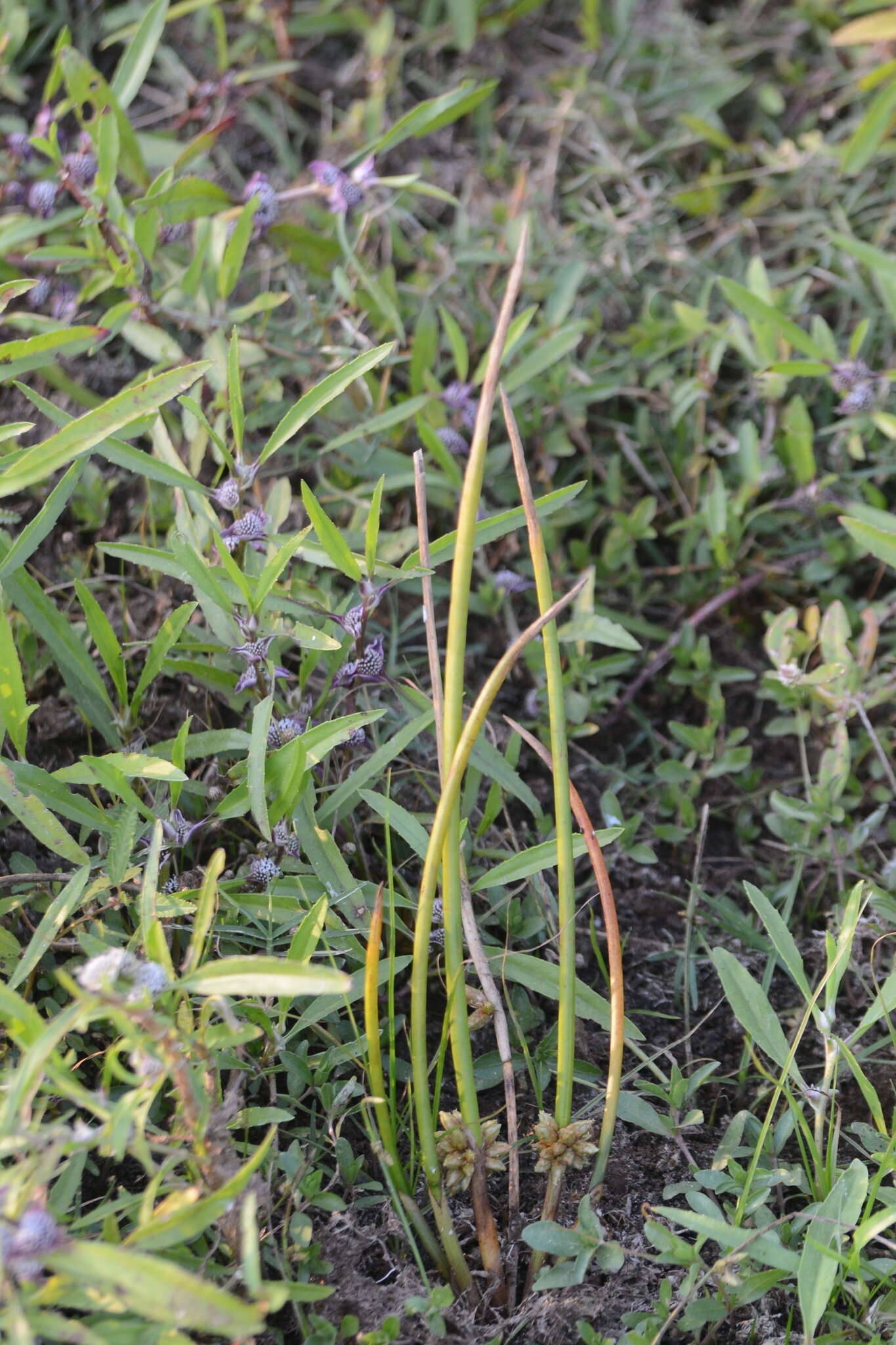 Image of Schoenoplectiella articulata (L.) Lye