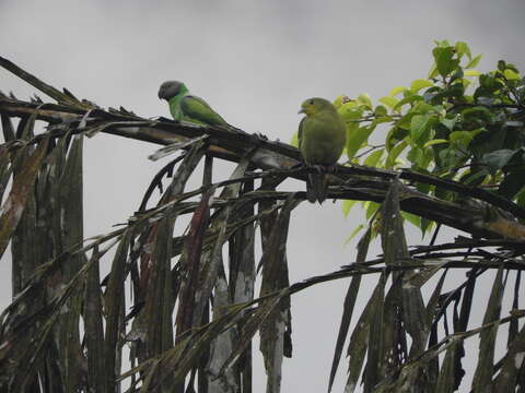 Image of Emerald-collared Parakeet