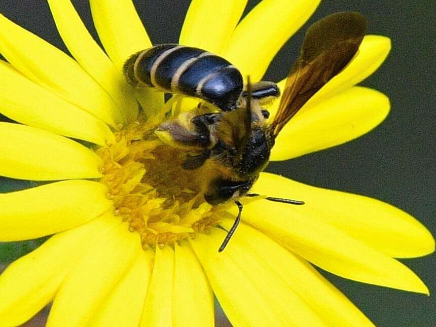 Image of Andrena fulvipennis Smith 1853