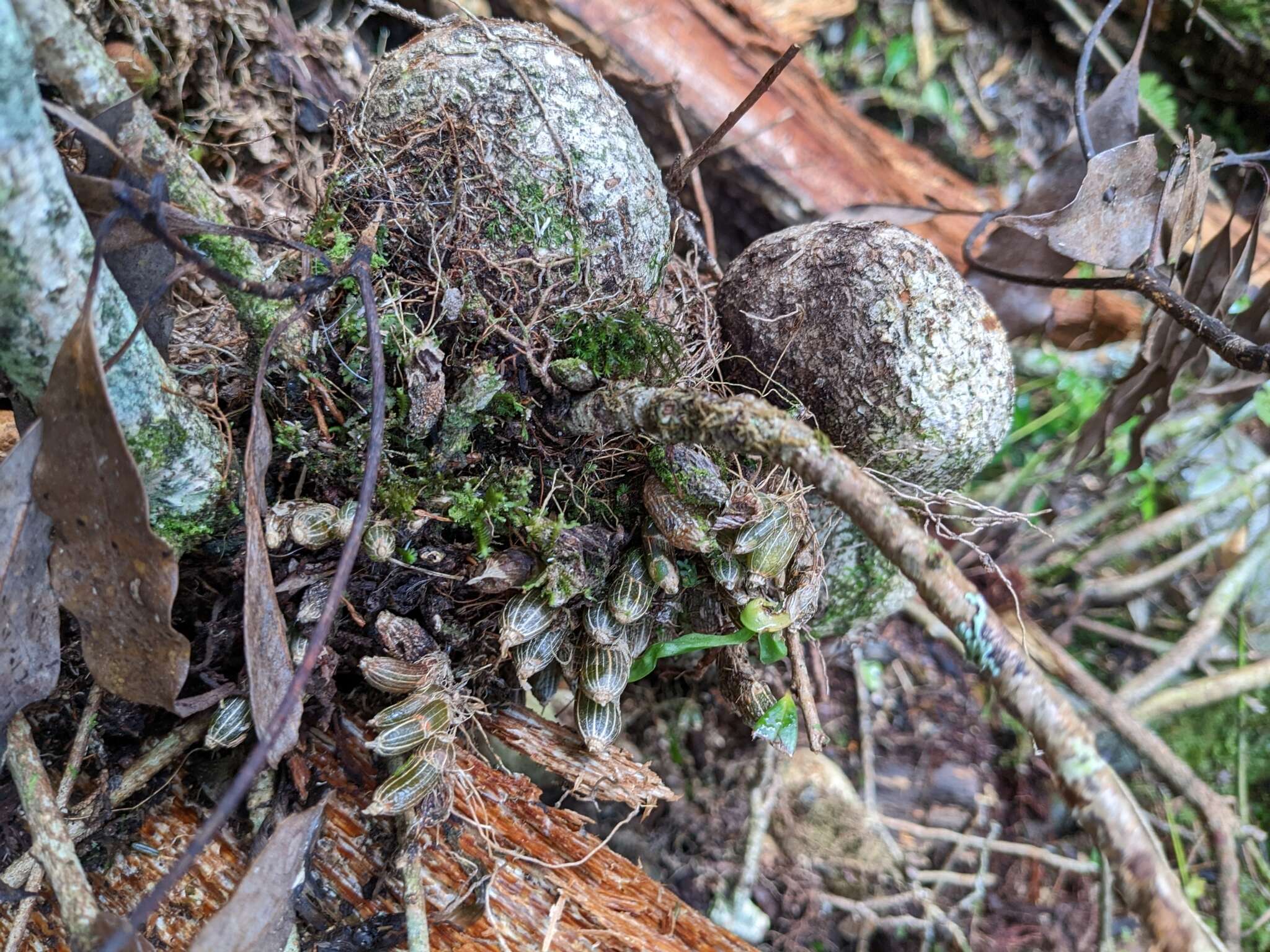 Image of Conchidium japonicum (Maxim.) S. C. Chen & J. J. Wood