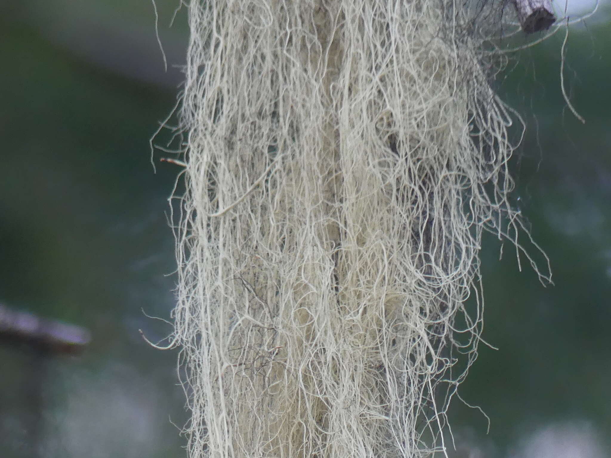 Image of witch's hair lichen