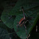 Image of Eupholidoptera smyrnensis (Brunner von Wattenwyl 1882)