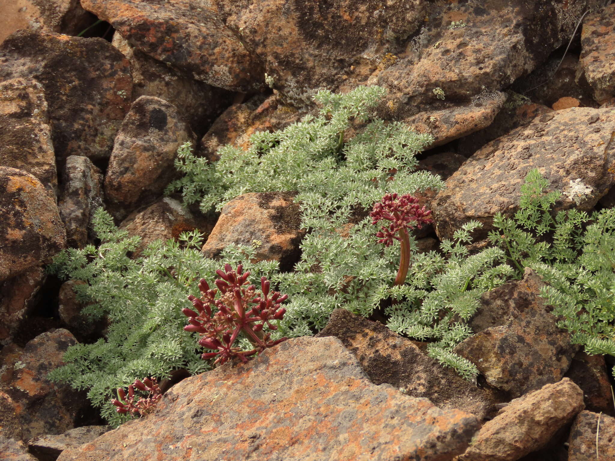 Image de Lomatium minus (Rose ex Howell) Mathias & Constance