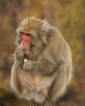 Image de Macaque Japonais