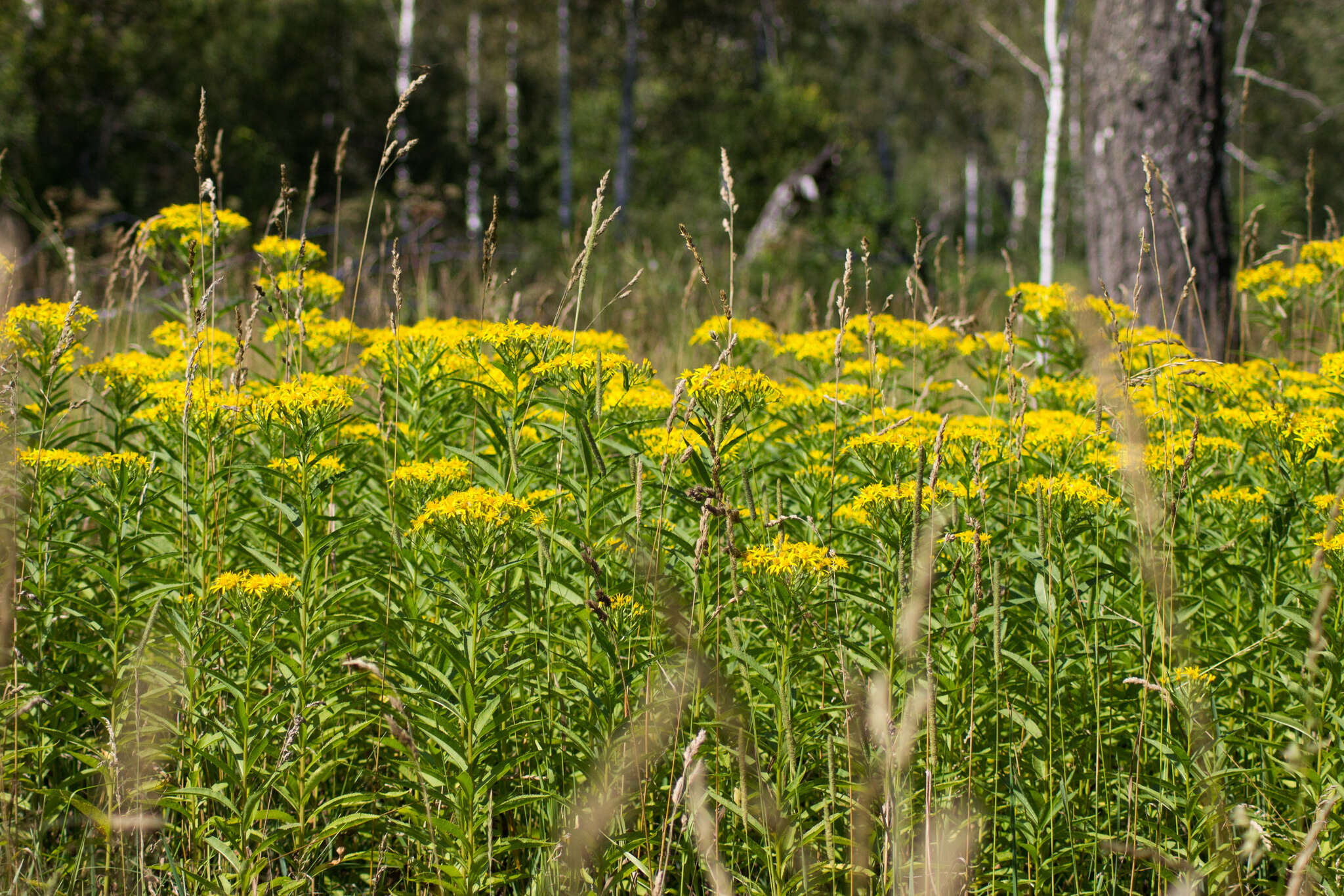 Image of Senecio sarracenicus L.