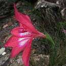 Sivun Gladiolus stefaniae Oberm. kuva