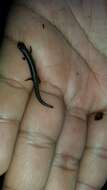 Image of Terrestrial splayfoot salamander