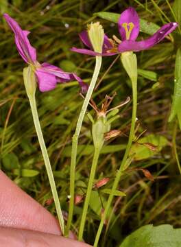 Image of Sabatia arkansana J. S. Pringle & Witsell