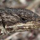 Image of Large-scaled Girdled Lizard