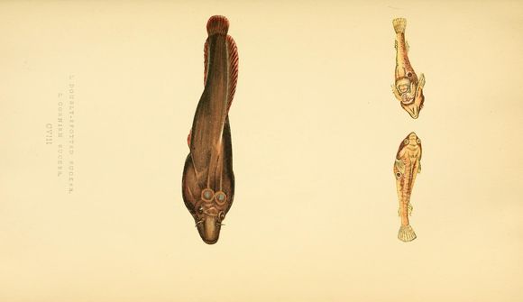 Image of Two-spotted Clingfish