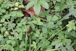 Image de Potentilla centigrana Maxim.