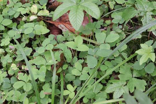 Image of Potentilla centigrana Maxim.