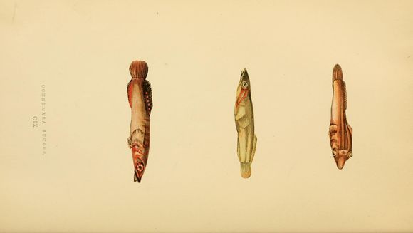 Image of Connemara sucker