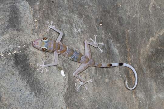 Asaccus platyrhynchus Arnold & Gardner 1994 resmi