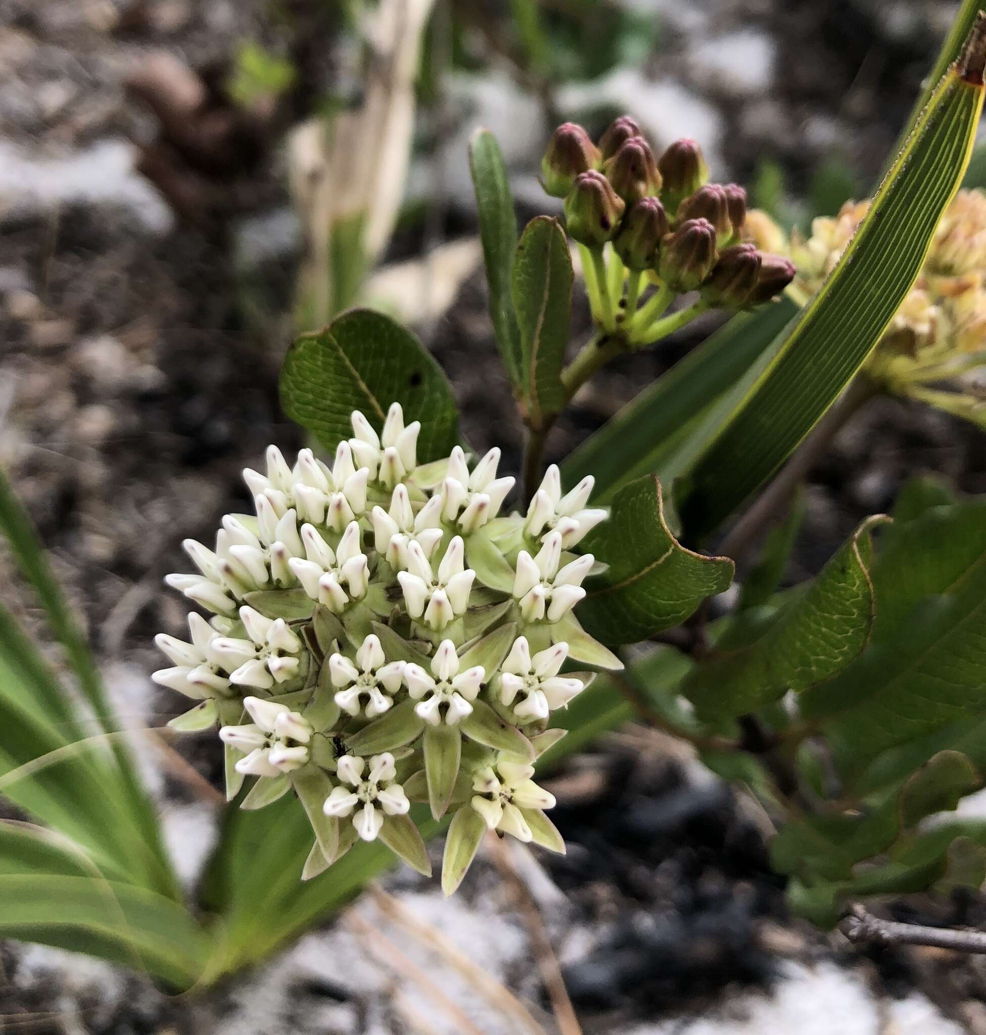 Sivun Asclepias curtissii A. Gray kuva