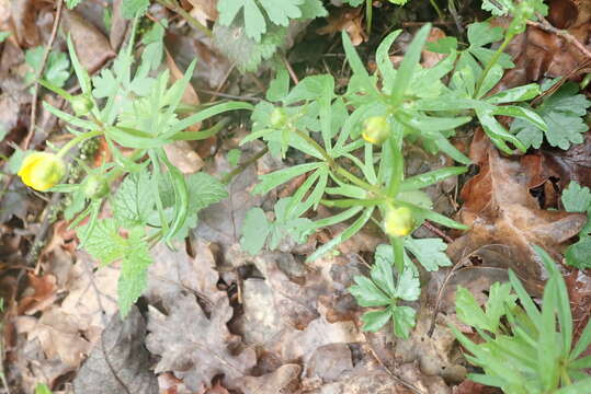 Image of Goldilocks Buttercup