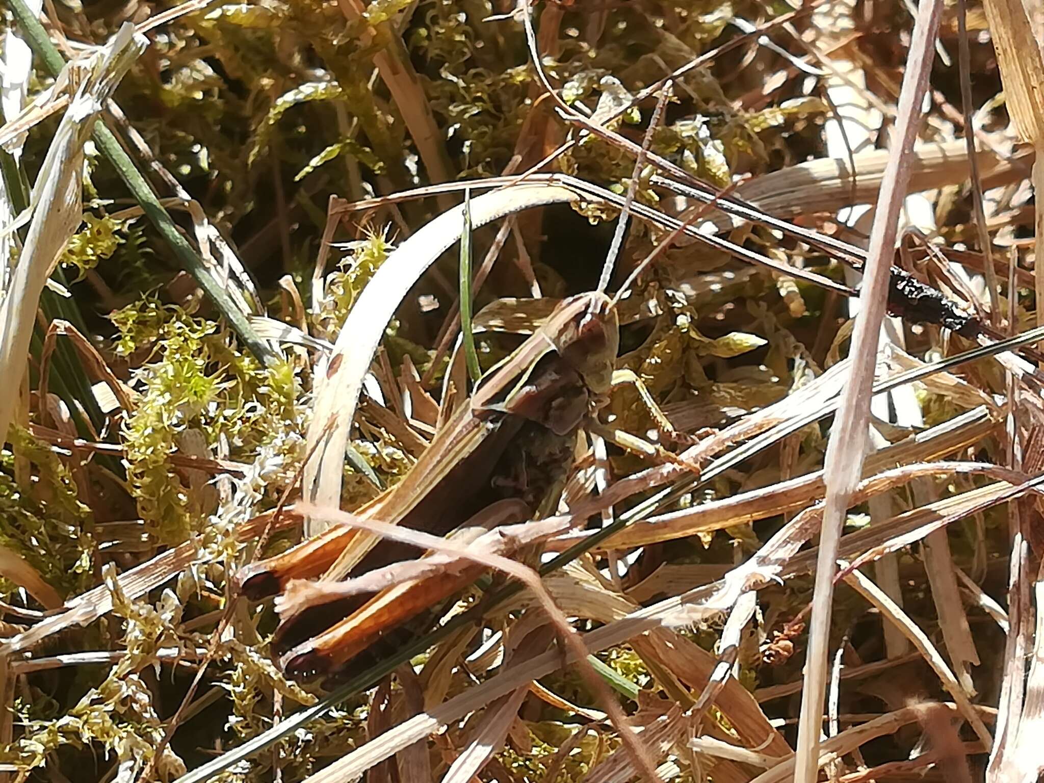 Image of Common green grasshopper