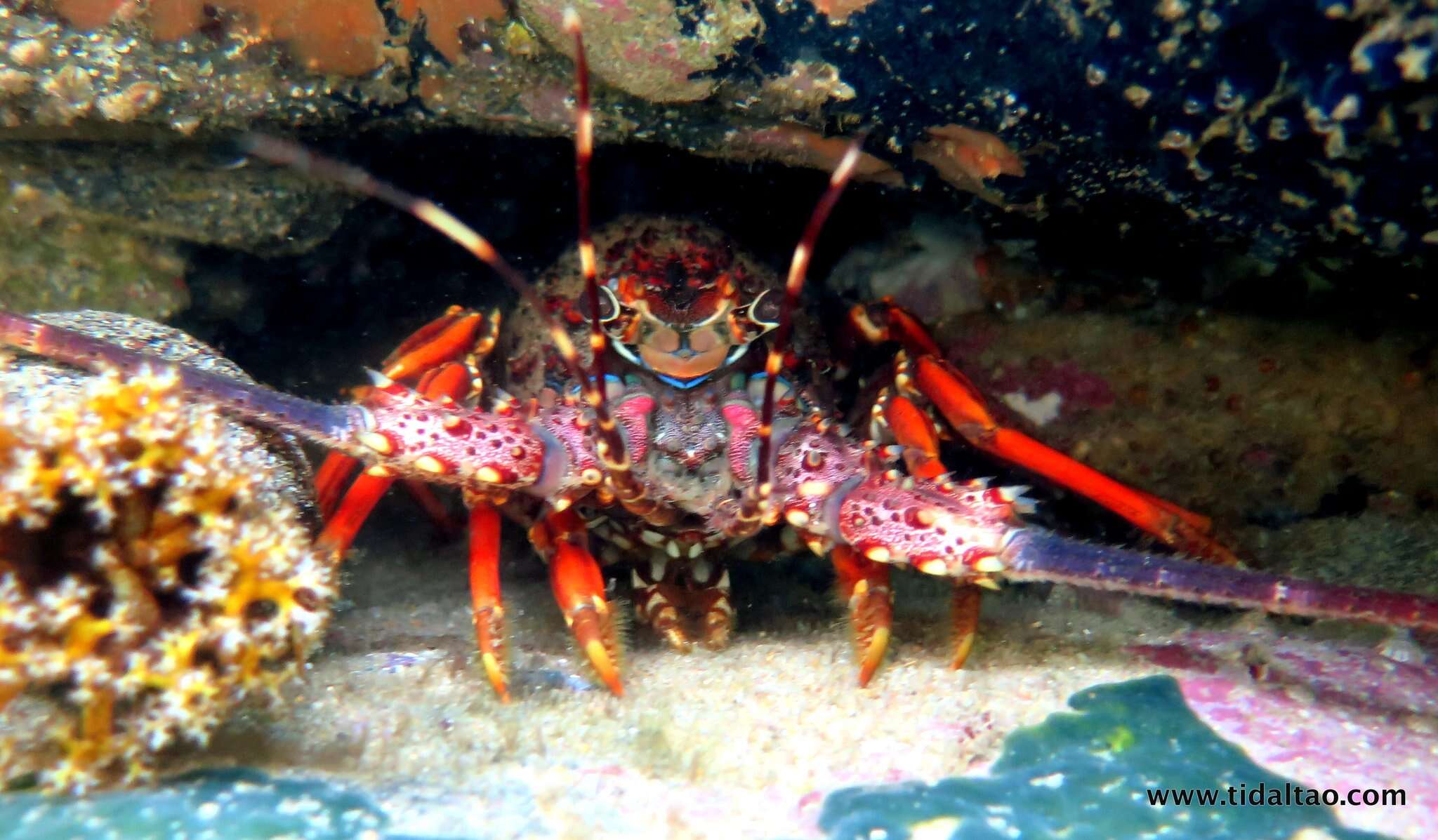 Image of Panulirus homarus rubellus Berry 1974