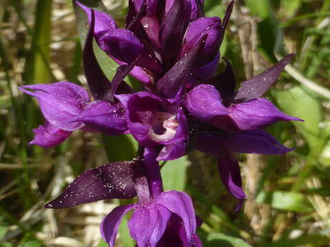 Image de Dactylorhiza aristata (Fisch. ex Lindl.) Soó