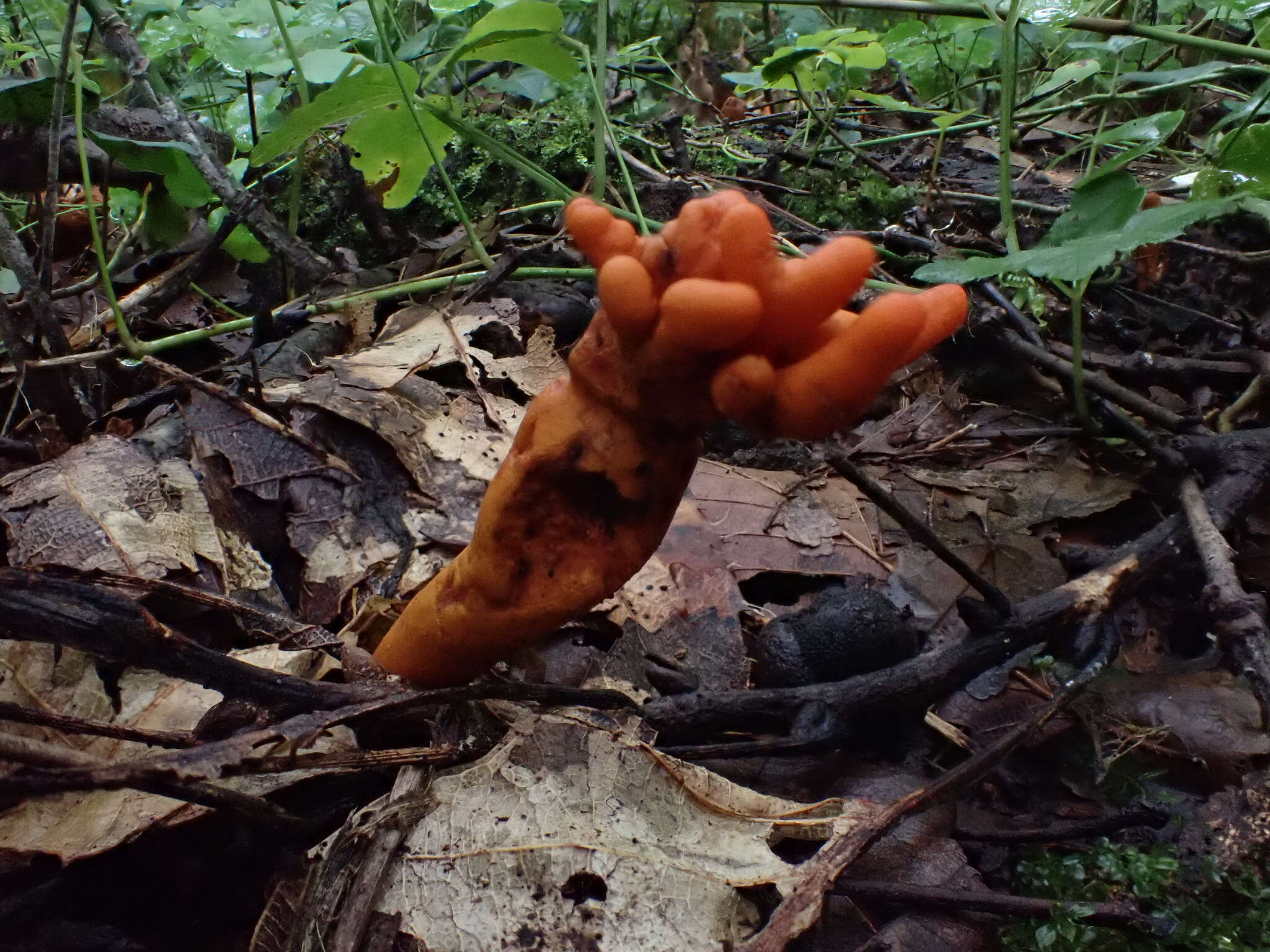 Image of Trichoderma cornu-damae (Pat.) Z. X. Zhu & W. Y. Zhuang 2014