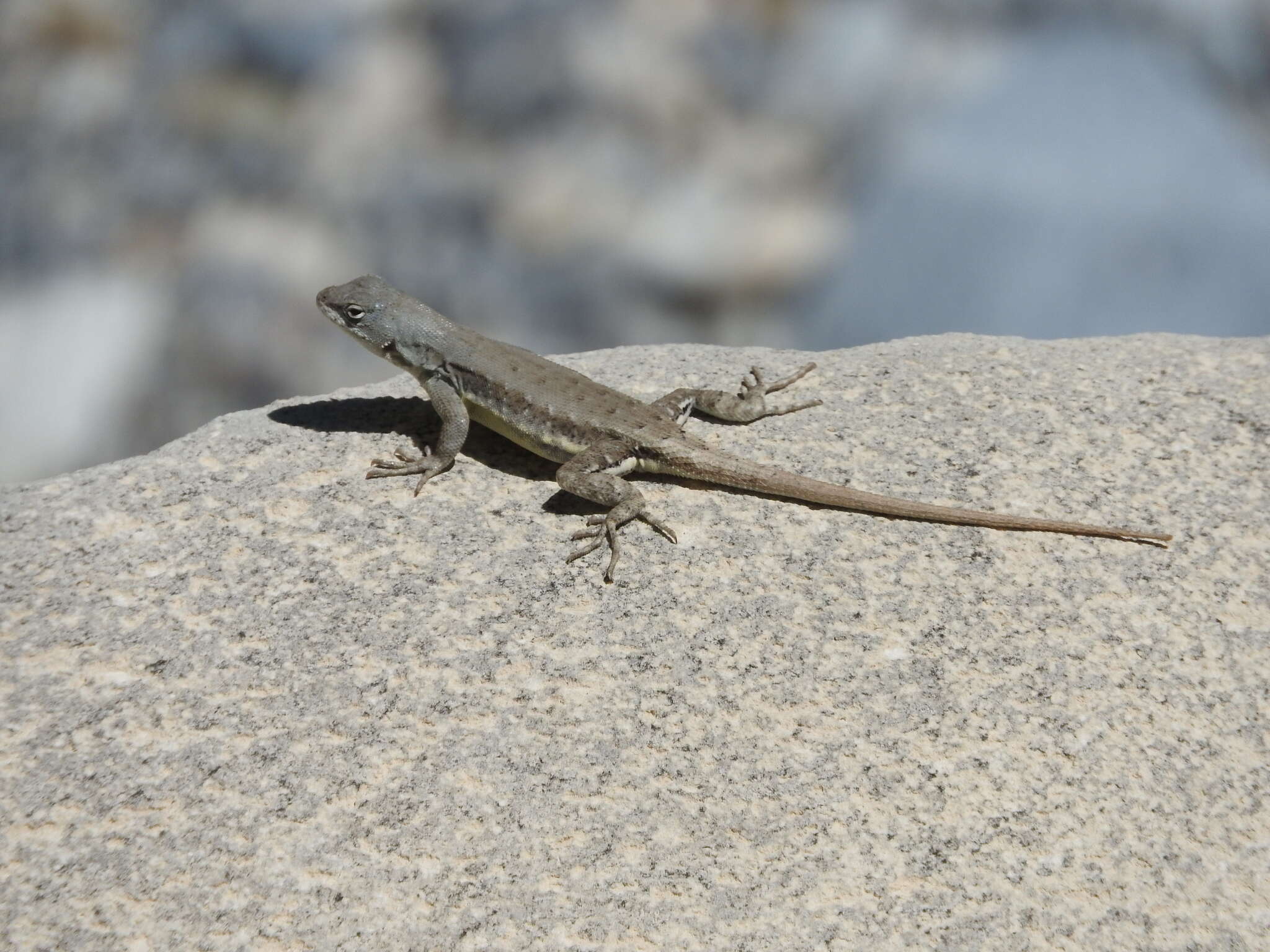 Sceloporus couchii Baird 1859的圖片