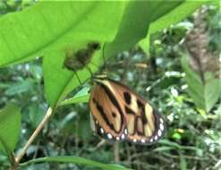 Image of Ithomia iphianassa Doubleday (1847)