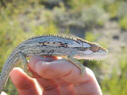 Image of Robertson Dwarf Chameleon