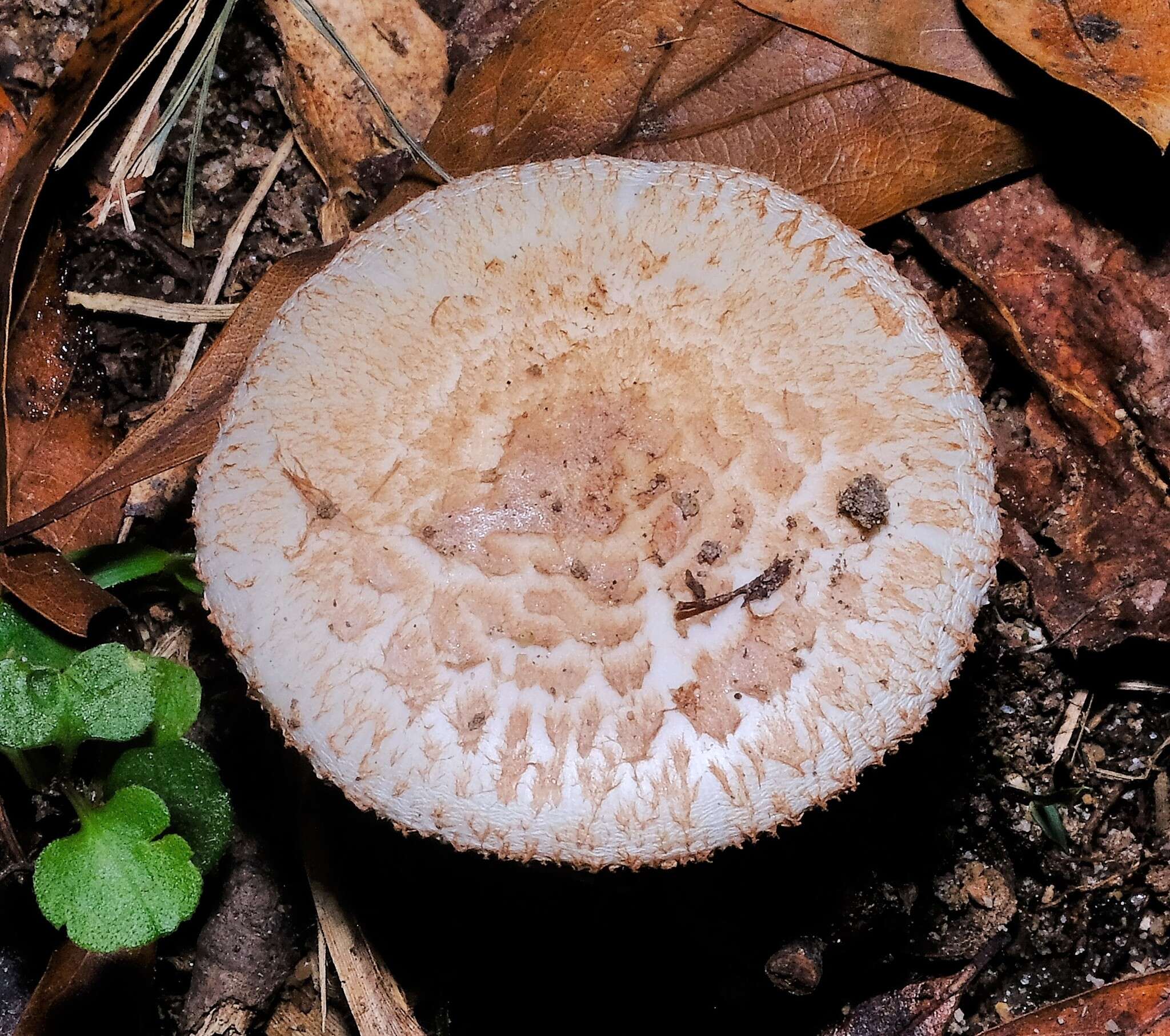 Image of Volvate amanita