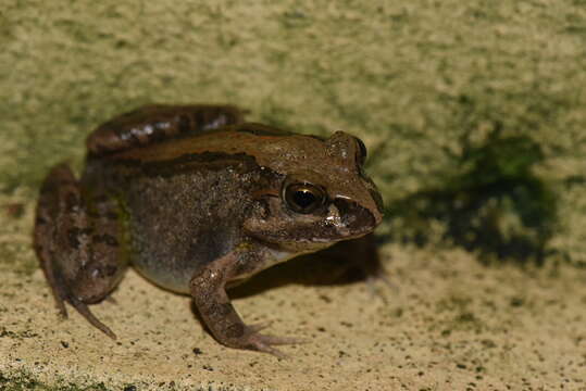 Image of Laliostoma Glaw, Vences & Böhme 1998