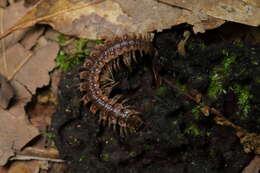 Image of Pseudopolydesmus erasus (Loomis 1943)