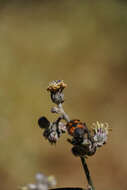 Leucheria hieracioides Cass. resmi