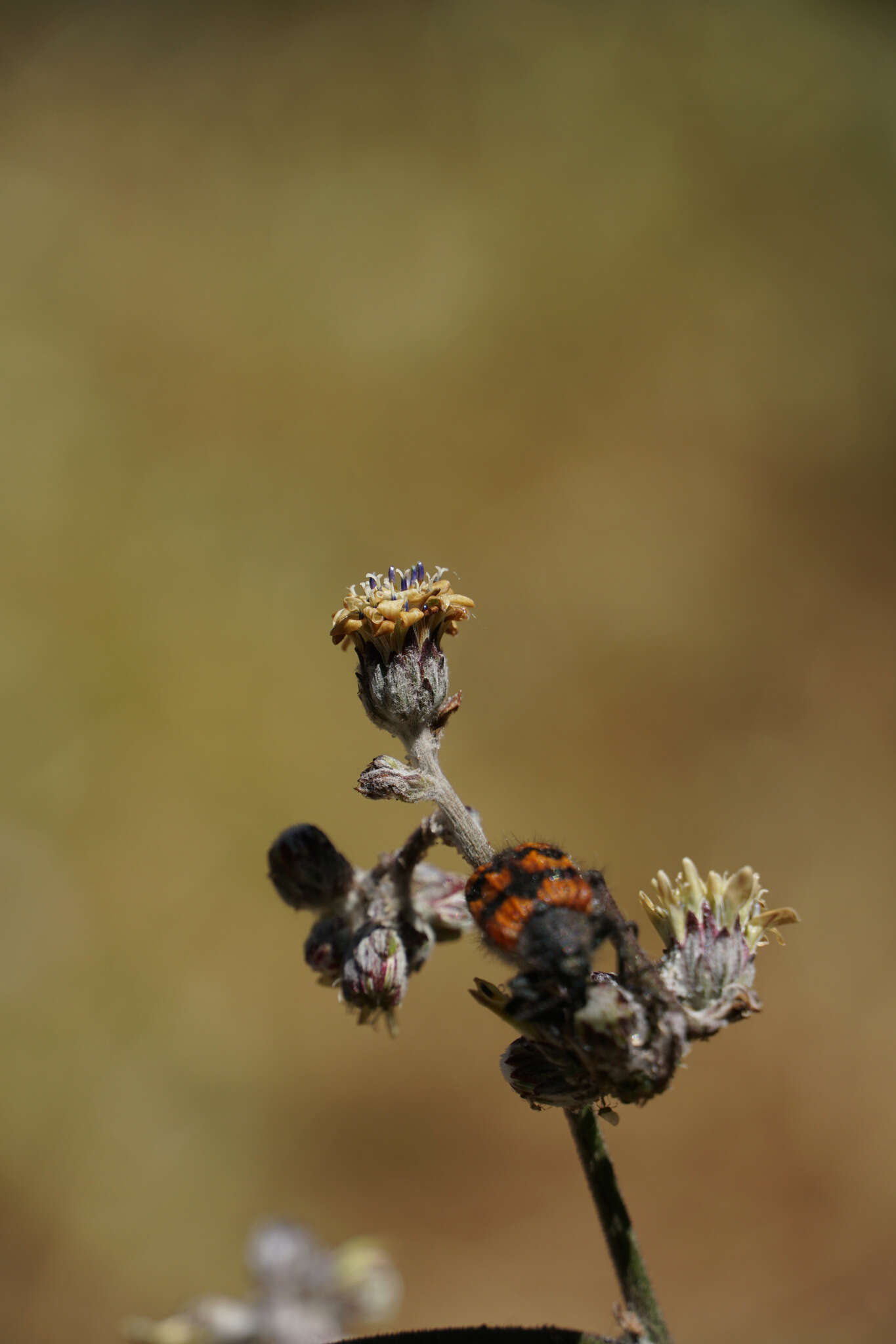 Image de Leucheria hieracioides Cass.